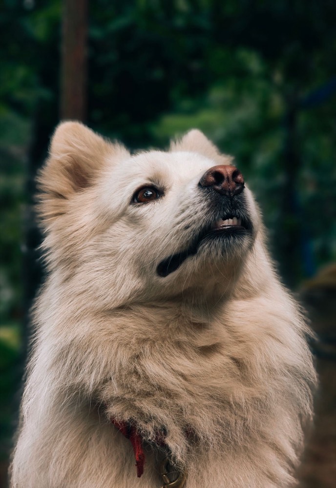 Weißer Hund mit flauschigem Fell im Portrait