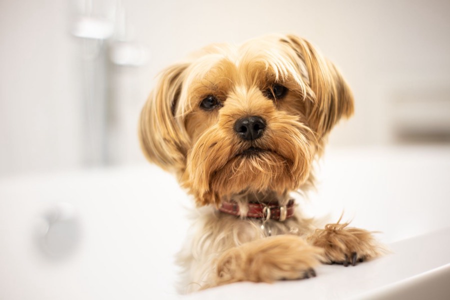 Yorkshire Terrier nach dem Schnitt