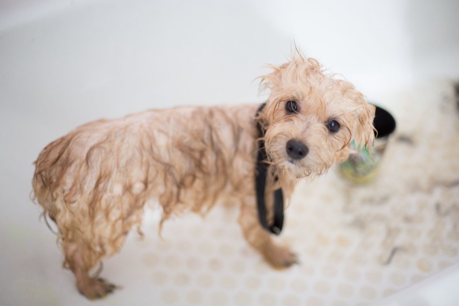 Kleiner Hund beim Baden
