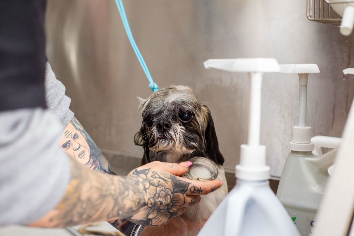 Hund in der Pflegewanne
