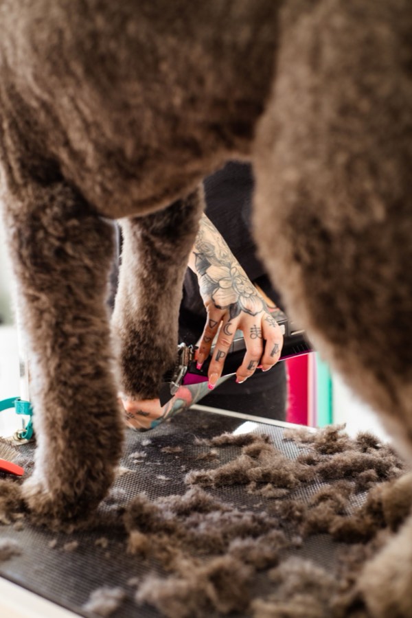Detail: Schermaschine an der Pfote eines Hundes