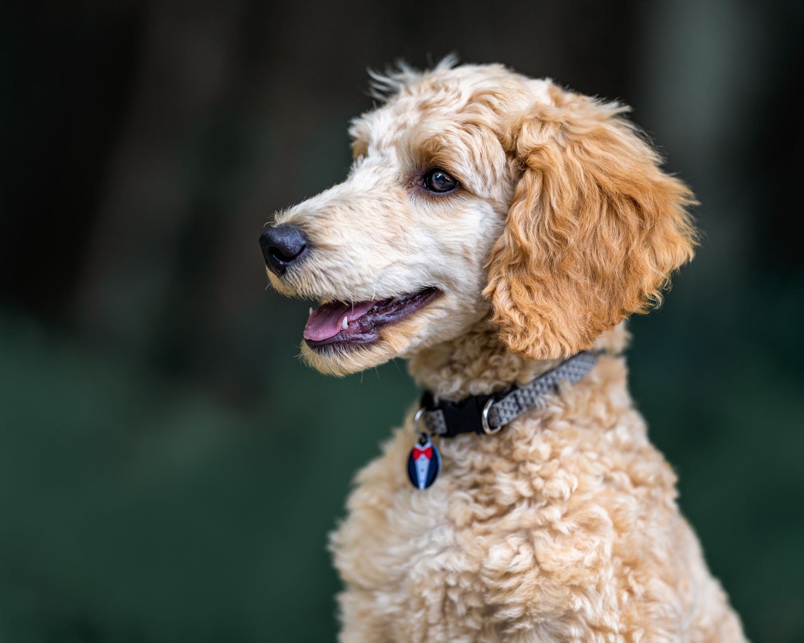 Hund im Profil vor dunklem Hintergrund