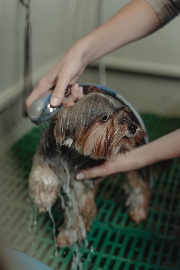 Detail: Hund wird eingeschäumt